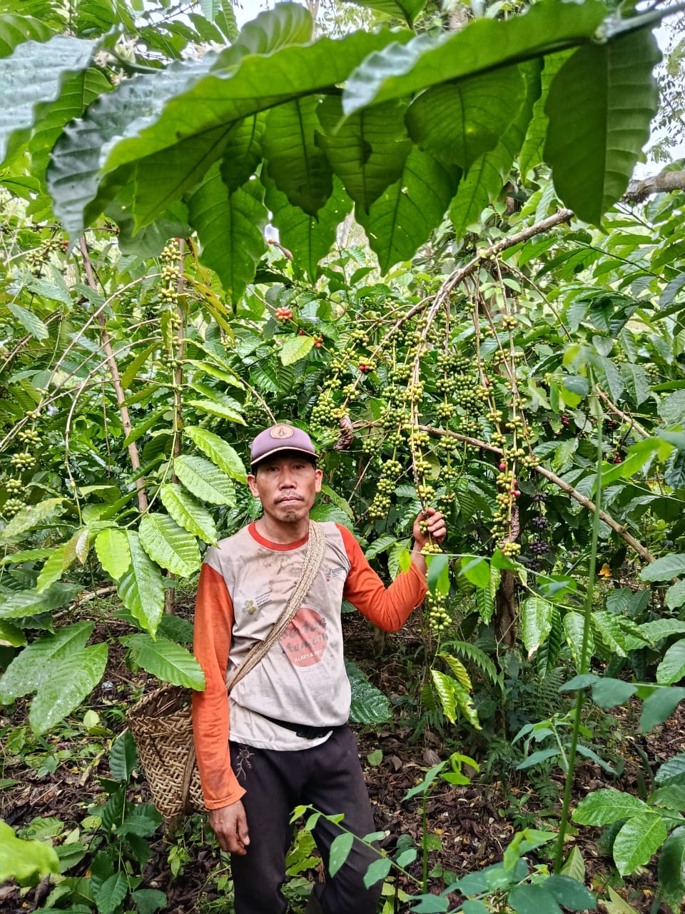 Perkebunan kopi Bengkulu